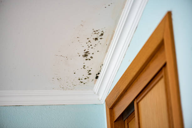 Best Kitchen Mold Remediation in Manor, TX