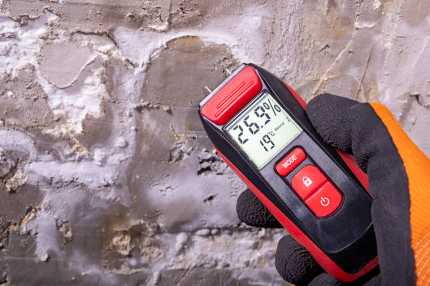 Best White Mold Remediation in Manor, TX