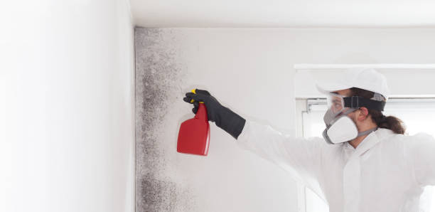 Best Basement Mold Remediation in Manor, TX