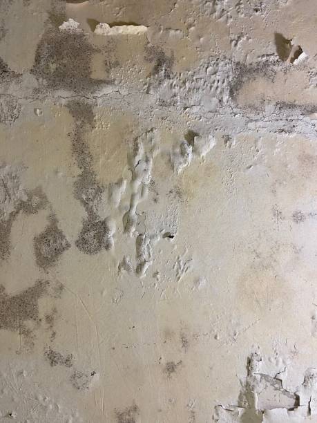 Best Kitchen Mold Remediation in Manor, TX