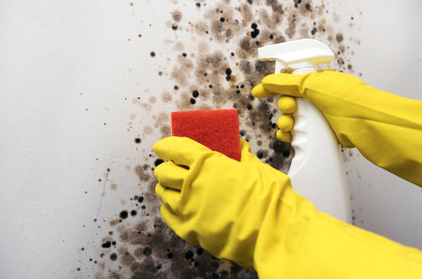 Best Attic Mold Remediation in Manor, TX